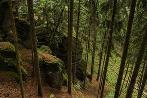 landskap i bergen i tjeckiska schweiz nationalpark, tallskog och klippor foto