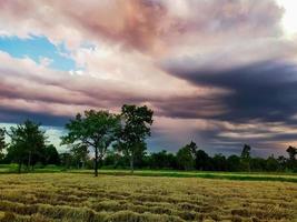 risfarm. stubb på åkern efter skörd. torkat rishalm i gården nära skogen. landskap av risfarm med solnedgångshimmel. skönheten i naturen. lantlig scen av risfarm i thailand. jordbruksmark. foto