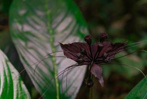 makro skott detalj av exotisk mörklila blomma i tropisk skog. exotisk blomma med gröna blad i skogen. vissnade blommor i djungeln vid berget i södra thailand. natur bakgrund. foto