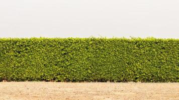 en mur av staket från många täta gröna lövverk. foto