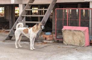 en thailändsk hund står nära ett hus på landet. foto