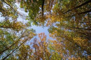 bilder av gammal skog i bergen, höst eller sommartid foto