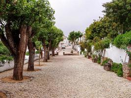 väg med träd i alentejo, portugal foto