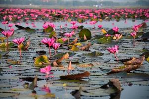 havet i rosa lotus, Thailand