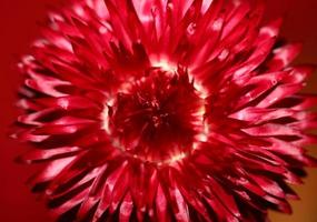 röd blomma blomma närbild botanisk bakgrund helichrysum bracteatum family compositae högkvalitativa utskrifter i stor storlek heminredning foto