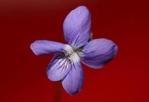 lila blommande blomma närbild viola riviviana familj violaceae botaniska högkvalitativa tryck i stor storlek modern bakgrund foto