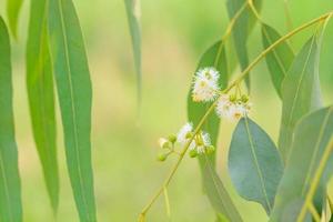 eukalyptus lämnar naturen foto