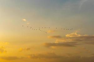 vacker solnedgång med fågelgrupp kvällsmoln himmel med dramatiskt ljus för bakgrund foto