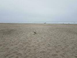 människor på stranden med havsvågor och sand och fåglar foto