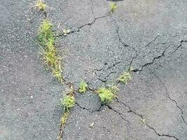 skador eller sprickor i svart asfalt med ogräs foto