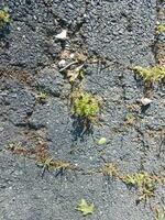 asfalt med sprickor och ogräs foto
