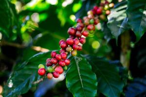 kaffebönor på träd vid berget i gården norra thailand. foto