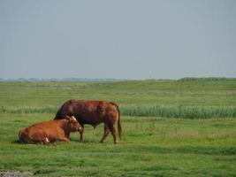 hallig hooge i tyska Nordsjön foto