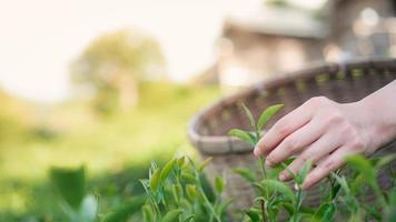 närbild av en bondes hand som plockar teblad från trädet och lägger i en bambukorg i teplantage foto