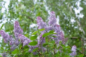 blommande lila i bladverket i en grön trädgård foto