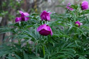ljusa lila pionblommor i en grön trädgård foto