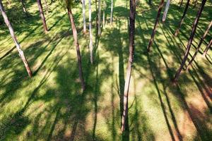 Flygfoto av tallar med solljus skina i skogen vid naturskyddsområde foto