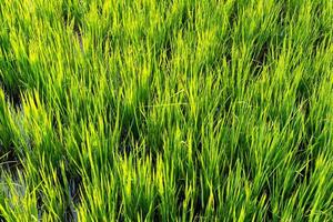 risfält med gröna blad som växer i plantage foto