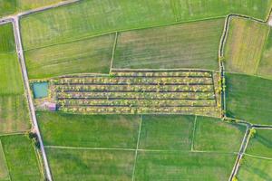 Flygfoto över gröna risfält, jordbruksodling i jordbruksmark på landsbygden foto