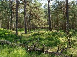 darsser ort vid Östersjön foto