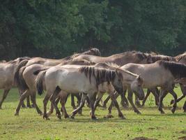 vilda hästar på en äng i Tyskland foto