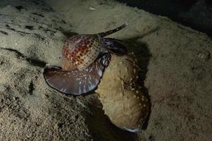 sjögurka i Röda havet färgglada och vackra, eilat israel foto