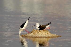 Israels fantastiska fåglar, det heliga landets fåglar foto