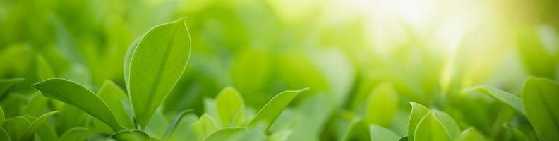 närbild av naturvy gröna blad på suddig grön bakgrund under solljus med bokeh och kopiera utrymme med som bakgrund naturliga växter landskap, ekologi täcka koncept. foto