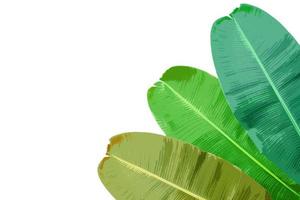 bananblad illustration med grön textur färgglada, gröna blad bakgrund. foto
