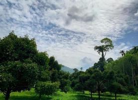 mangostanträd i trädgården. fruktträdgård i dalen i thailand. växtodling. thailändsk fruktträdgård. tropiskt träd. berg bakom mangostan fruktträdgård. drottning av fruktträdgård med grönt gräsfält under trädet. foto