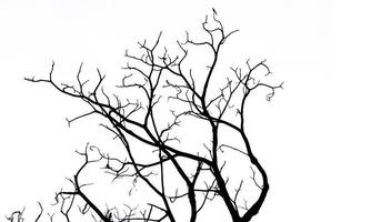 siluett döda träd och gren isolerad på vit bakgrund. bakgrund för död, hopplös, förtvivlan, ledsen och beklaga koncept. halloween natt. dramatisk skräckkväll på halloweendagen. sorg abstrakt. foto