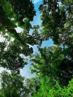 underifrån av grönt träd i tropisk skog med klarblå himmel och vitt moln. underifrån bakgrund av träd med gröna löv och solljus på dagen. högt träd i skogen. djungeln i thailand foto