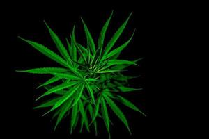 cannabisväxt. cannabis sativa hampa har cbd. marijuana ogräs gröna blad på svart bakgrund. hampa gård. cannabisodling för medicinska eller rekreationsändamål. örtväxt. narkotika. foto