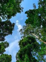 underifrån av grönt träd i tropisk skog med klarblå himmel och vitt moln. underifrån bakgrund av träd med gröna löv och solljus på dagen. högt träd i skogen. djungeln i thailand foto