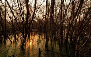 bladlöst träd med solljus. dött träd i nedbruten mangroveskog. miljökris från klimatförändringar, föroreningar, sedimentering. nedbrytning och förstörelse av mangroveskog. kustkris. foto