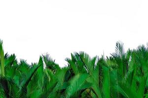 nypa fruticans wurmb nypa, atap palm, nipa palm, mangrove palm. gröna blad av palm isolerad på vit bakgrund. grönt blad för dekoration i ekologiska produkter. tropisk växt. gröna exotiska blad. foto