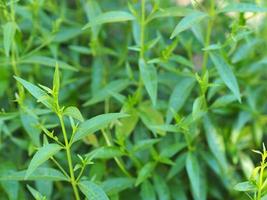 king of bitters andrographis paniculata burm, wall fah talai jhon, thailändska örter lindra halsont, sänka feber, värma upp kylan gröna blad trädväxt trädgård grönsaksnatur coronavirus covid19 foto