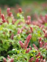 rosa röd blomma namn justicia brandegeana enkla blad, mittemot, alternativt, vinkelrät, lansettliknande, blad, ände, vass, lätt tandad blomman är en bukett i spetsen foto