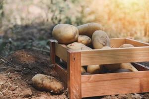 färsk potatisväxt, skörd av mogen potatis i trälåda jordbruksprodukter från potatisfält foto