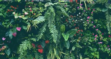 växtvägg med frodiga gröna färger, variation växtskogsträdgård på väggar orkidéer olika ormbunksblad djungelpalm och blomma dekorera i trädgården regnskogsbakgrund foto