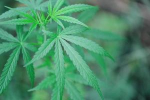 marijuana blad cannabis växt träd som växer på gården - hampa blad för extrakt medicinsk hälsovård naturligt för banderoll och bakgrund foto