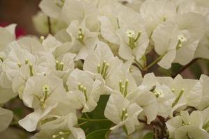 vita bougainvillea blommor i trädgården foto