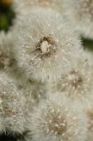 detalj av maskrosblomman med frön. foto