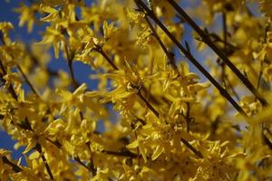 gula forsythia blommor i trädgården. foto