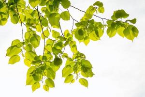 vackra gröna blad bakgrund på sommaren. trädgren med gröna löv. foto