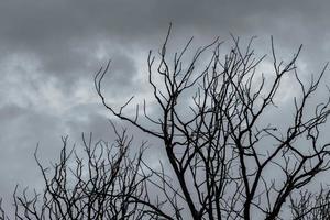 siluett döda träd på mörk himmel och grå moln. död, klagan, ledsen, sorg, hopplös och förtvivlan koncept. halloween dag abstrakt bakgrund. närbild döda trädgrenar. bladlöst träd. foto