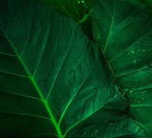 grönt blad med regndroppe i djungeln. vattendroppe på löv. grönt blad textur bakgrund med minimalt mönster. gröna blad i tropisk skog på mörk bakgrund. grön tapeter. botanisk trädgård. foto