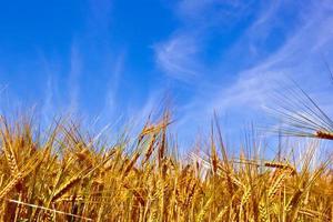 gyllene majsfält med blå himmel