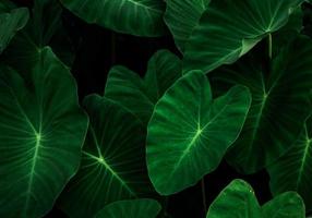 närbild gröna blad av elefantörat i trädgården. gröna blad textur för hälsa och spa bakgrund. gröna blad på mörk bakgrund. grön tapeter. botanisk trädgård. naturen abstrakt. ekologisk växt. foto