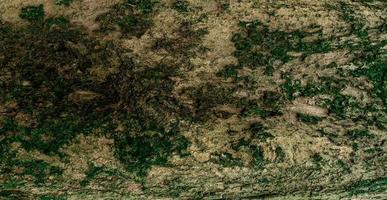 närbild textur av trädbark. mönster av naturlig trädbark bakgrund. grov yta på stammen. grön mossa och lav på naturligt trä. smutshud av trä. vit, brun och grön naturbakgrund. foto